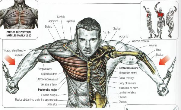 Muscle Fly