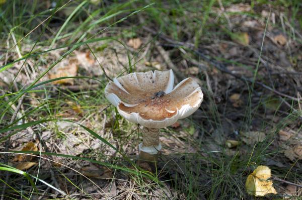 Mushroom