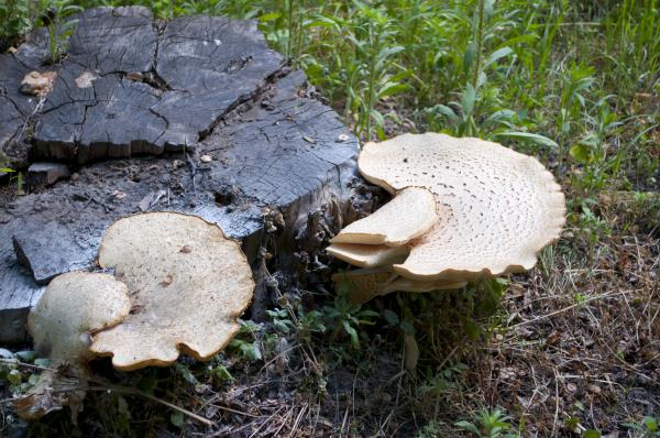 Mushroom