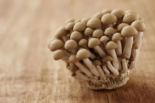Mushroom
