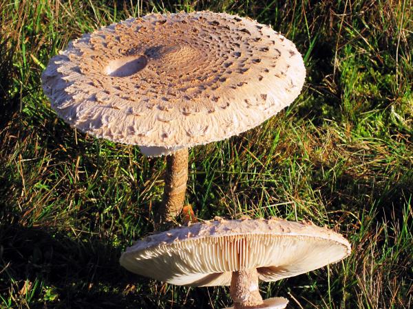 Mushroom