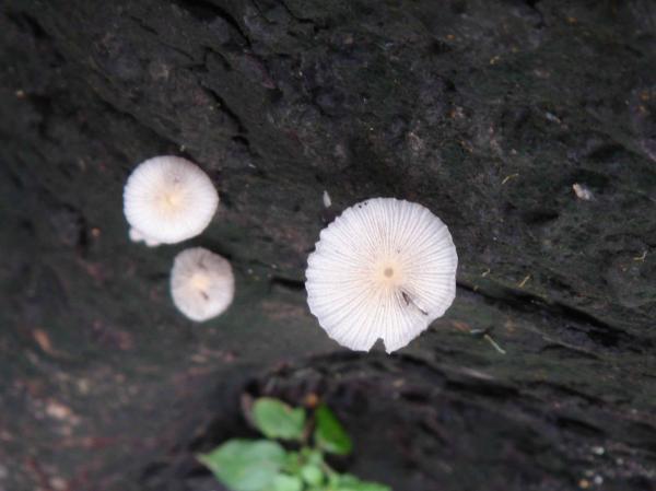 Mushroom