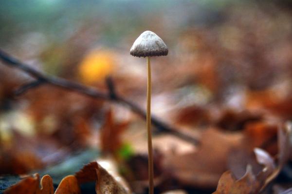 Mushroom