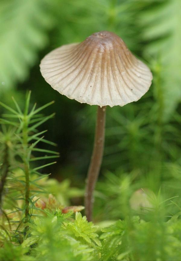 Mushroom