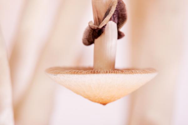mushroom