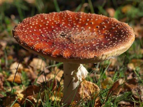 Mushroom