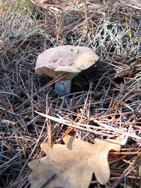 Mushroom in the forest