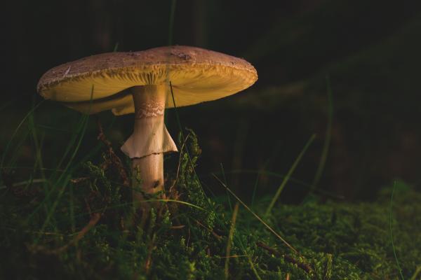 Mushroom in the Garden