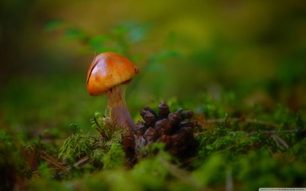 Mushroom macro