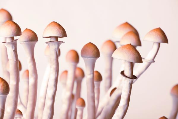 mushrooms