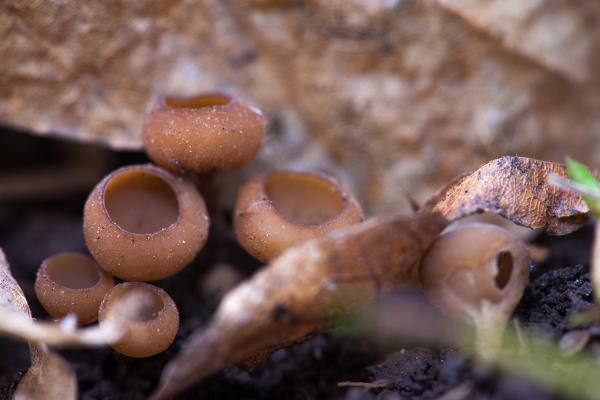 Mushrooms