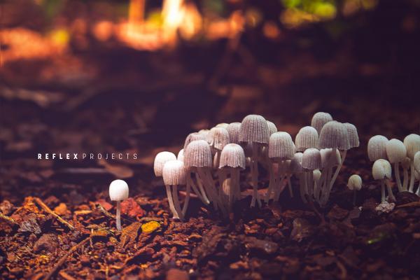 Mushrooms