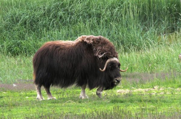 Ox