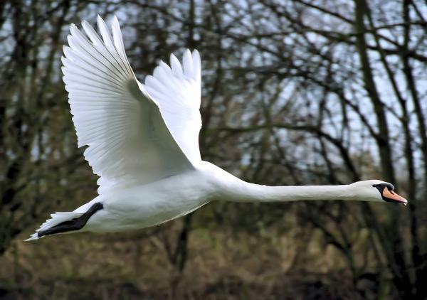 Mute Swan