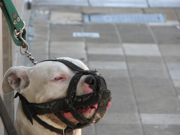 Muzzled dog