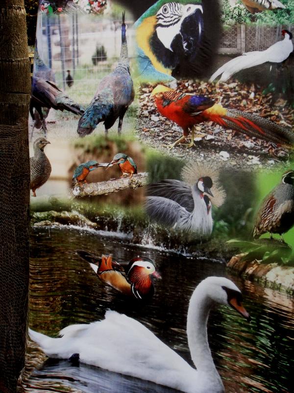 My Birds