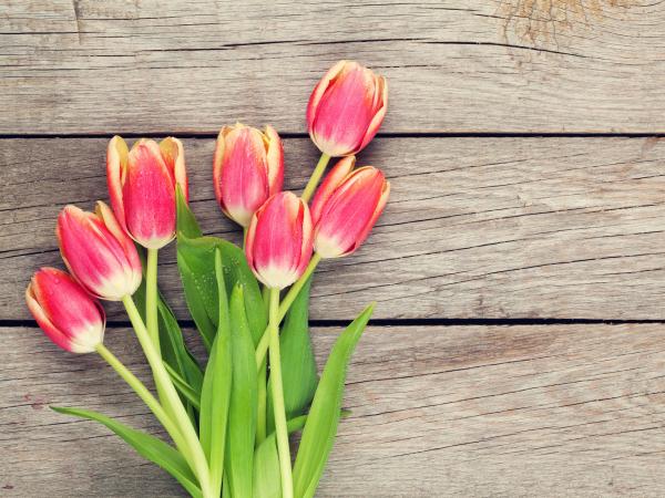 my mothers tulips