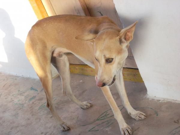My pet dog