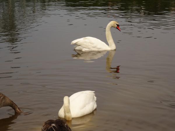 My swan friend from Blue Wonder