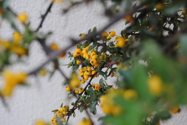 Namibian blossoms