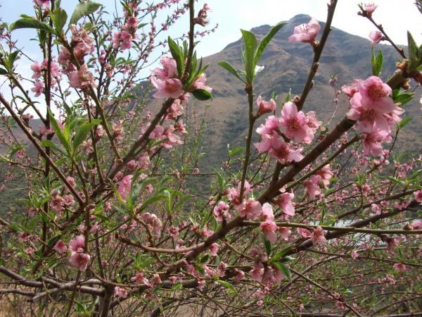 Namibian blossoms