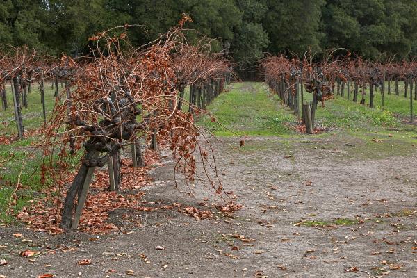 Napa Valley Vineyard - HDR