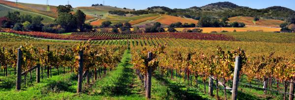 Napa Vineyard