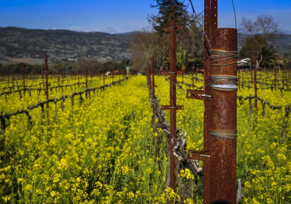 Napa Vineyard