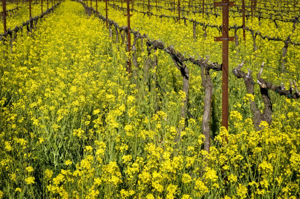 Napa Vineyard