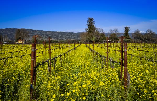 Napa Vineyard