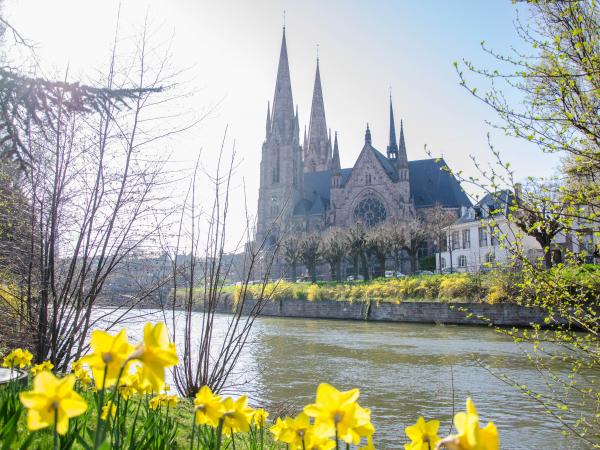 Narcisses aux abords de l'Église Saint-Paul de Strasbourg