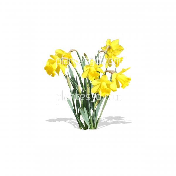 Narcissus