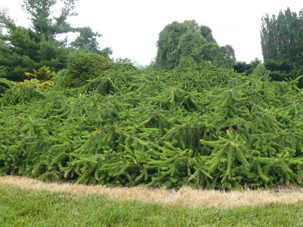 Natural Beauty of Hidden Lake Gardens