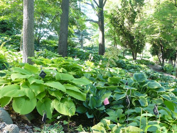 Natural Beauty of Hidden Lake Gardens
