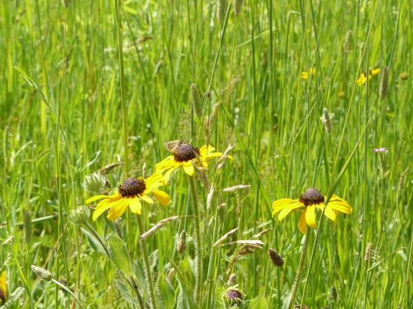 Natural Beauty of Hidden Lake Gardens