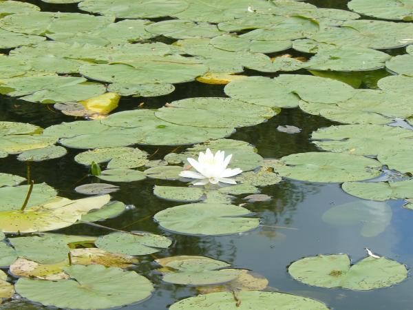 Natural Beauty of Hidden Lake Gardens