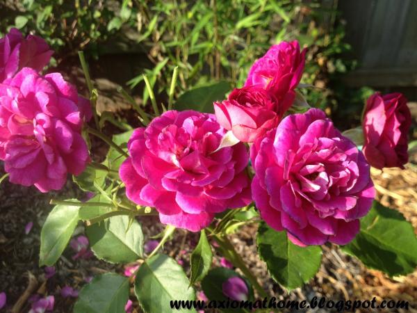 Naturally rose