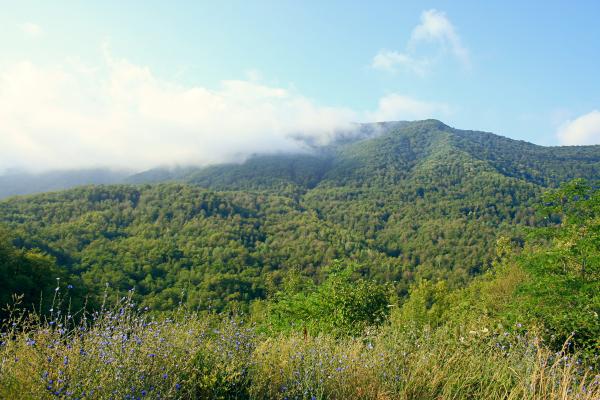nature