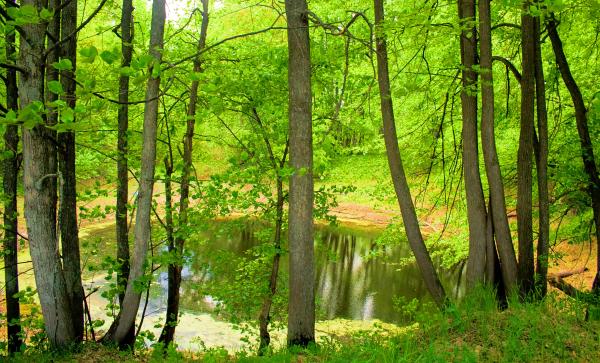 nature