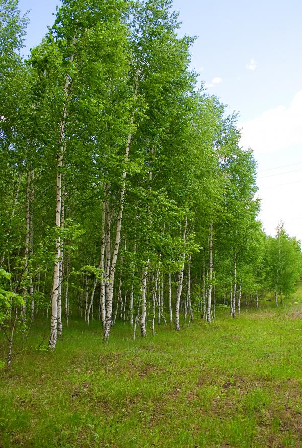 nature