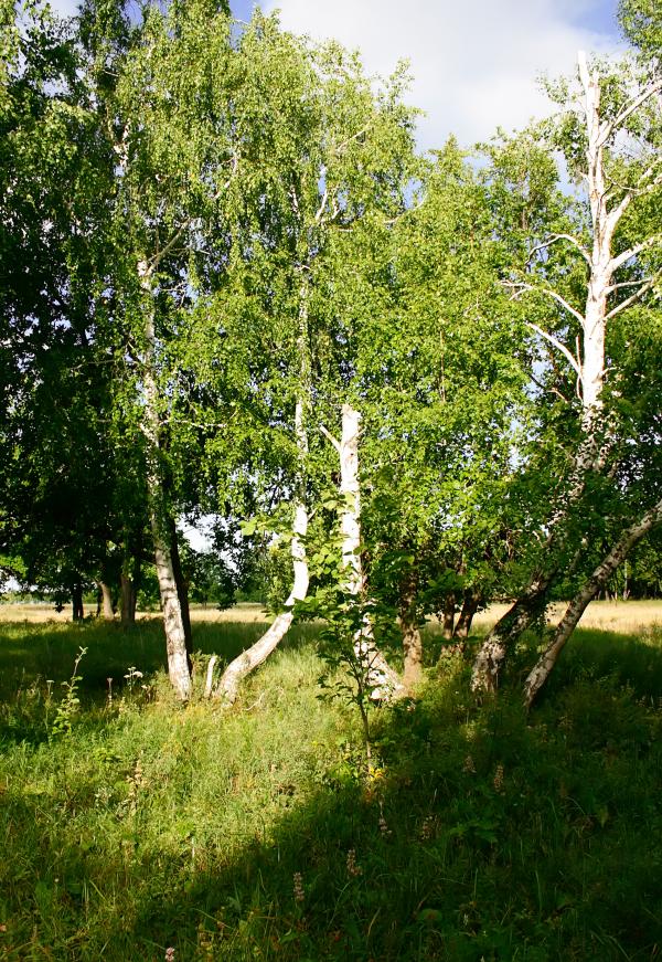 nature