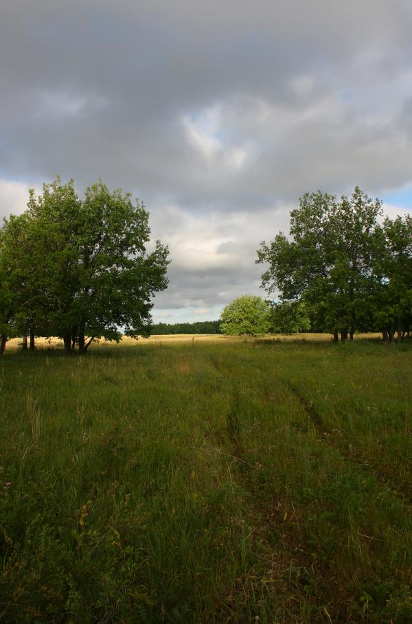nature