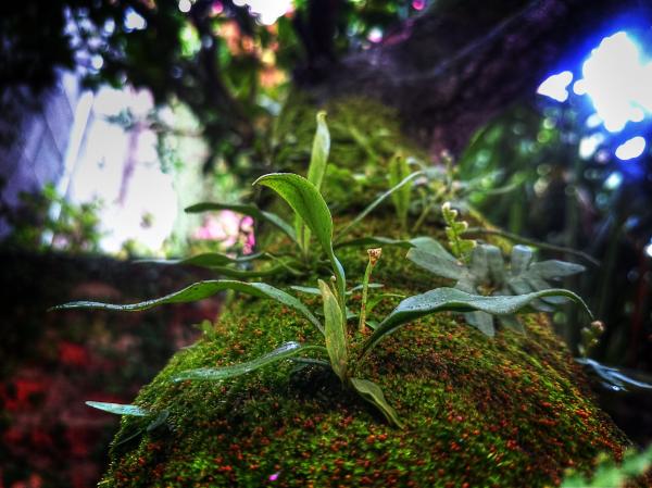 Nature
