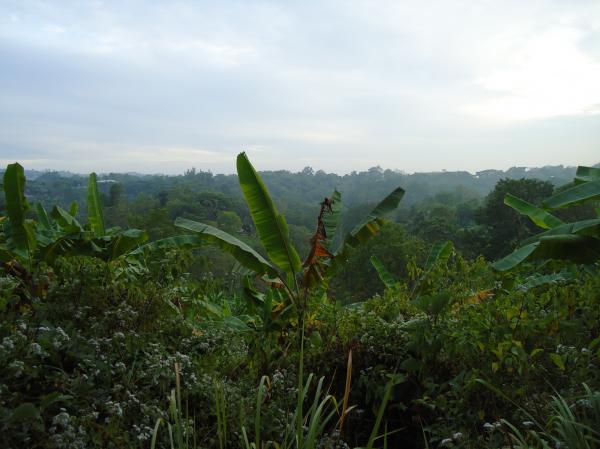 Nature