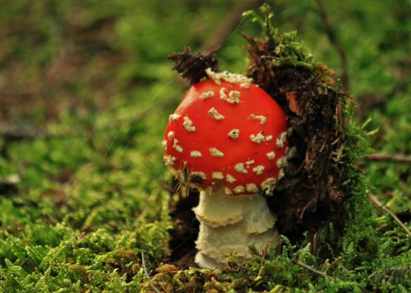 Nature