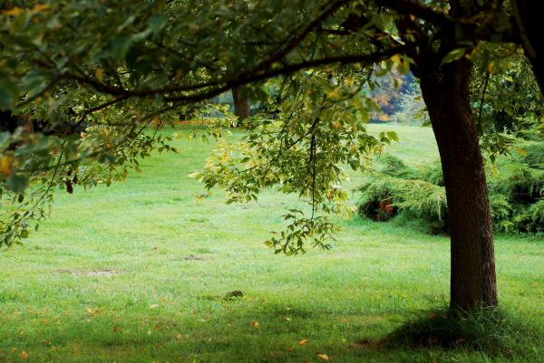 Nature background