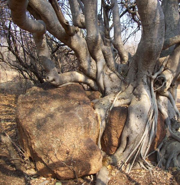Nature has its way