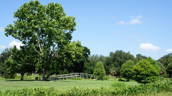 Nature Landscape