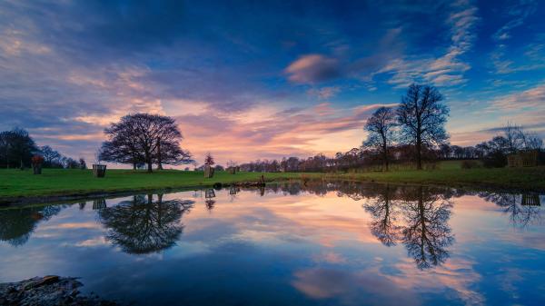 Tree Reflection