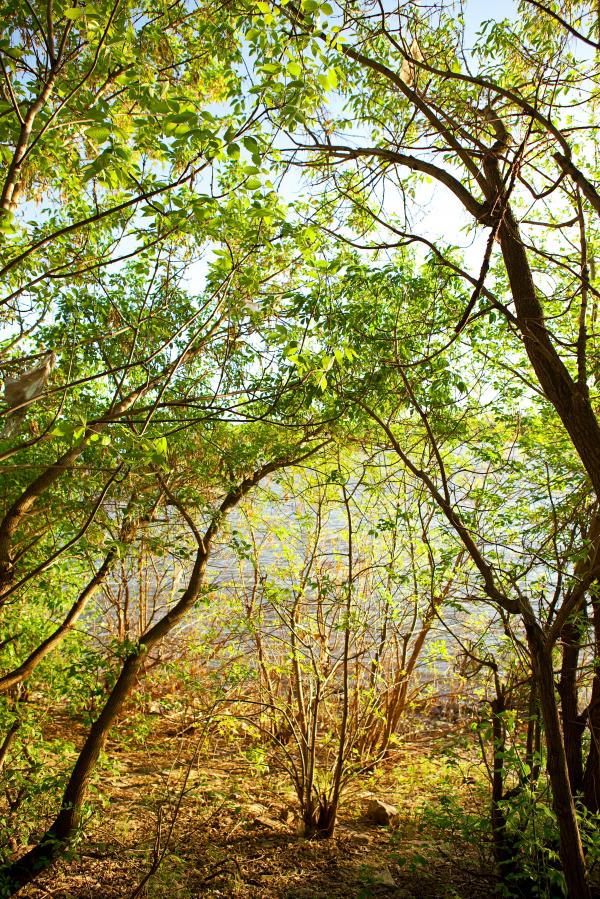 nature scene
